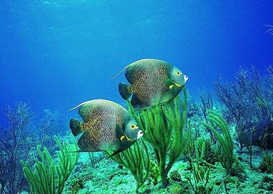 環(huán)境影響評(píng)價(jià)、排污許可證、應(yīng)急預(yù)案